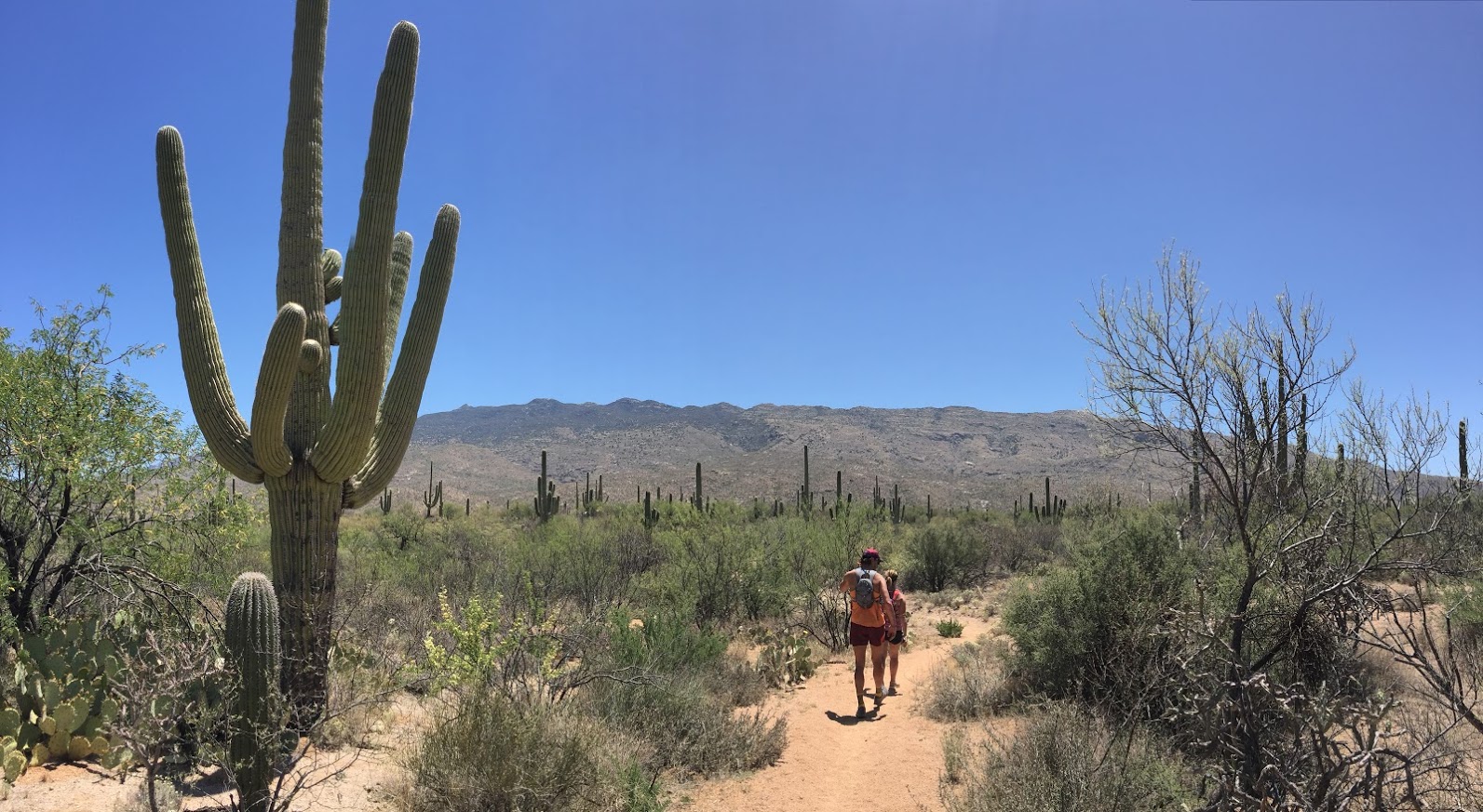 Giant cacti in Sagauro National Park, one of the stops on the Arizona National Park road trip.