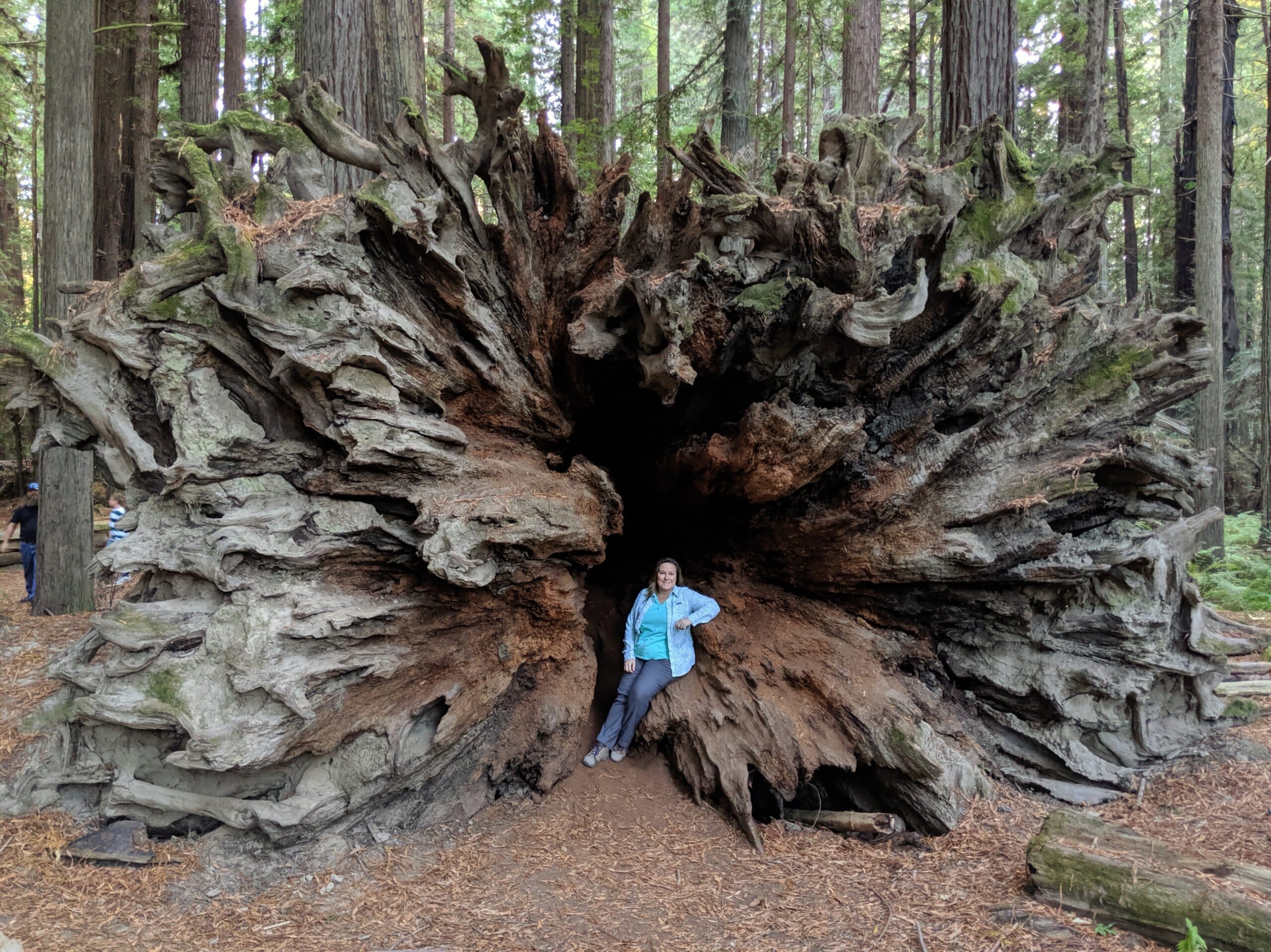Redwood National Park is home to some of the largest trees in California.